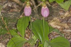 Pink Lady's Slipper, Cypripedium acaule