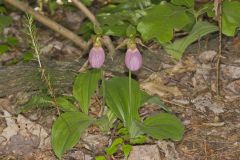 Pink Lady's Slipper, Cypripedium acaule