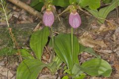 Pink Lady's Slipper, Cypripedium acaule