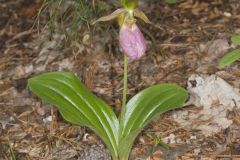 Pink Lady's Slipper, Cypripedium acaule