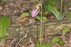 Pink Lady's Slipper, Cypripedium acaule