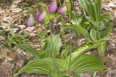 Pink Lady's Slipper, Cypripedium acaule