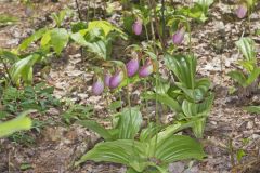 Pink Lady's Slipper, Cypripedium acaule