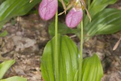 Pink Lady's Slipper, Cypripedium acaule