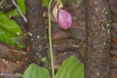 Pink Lady's Slipper, Cypripedium acaule