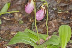 Pink Lady's Slipper, Cypripedium acaule