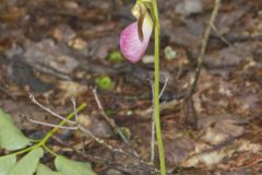 Pink Lady's Slipper, Cypripedium acaule