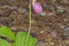 Pink Lady's Slipper, Cypripedium acaule