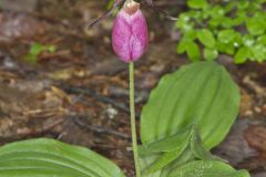 Pink Lady's Slipper, Cypripedium acaule