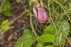 Pink Lady's Slipper, Cypripedium acaule