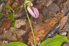 Pink Lady's Slipper, Cypripedium acaule