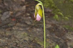 Pink Lady's Slipper, Cypripedium acaule