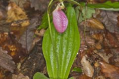 Pink Lady's Slipper, Cypripedium acaule