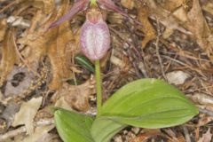 Pink Lady's Slipper, Cypripedium acaule