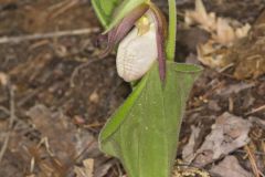 Pink Lady's Slipper, Cypripedium acaule