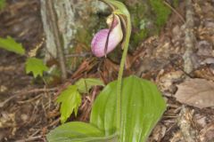 Pink Lady's Slipper, Cypripedium acaule