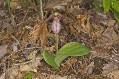 Pink Lady's Slipper, Cypripedium acaule