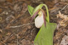 Pink Lady's Slipper, Cypripedium acaule