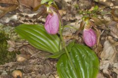 Pink Lady's Slipper, Cypripedium acaule