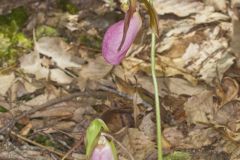 Pink Lady's Slipper, Cypripedium acaule