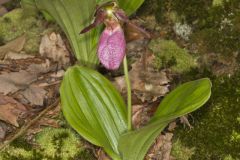 Pink Lady's Slipper, Cypripedium acaule