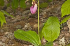 Pink Lady's Slipper, Cypripedium acaule