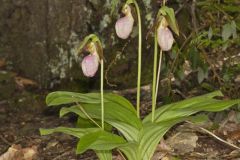 Pink Lady's Slipper, Cypripedium acaule