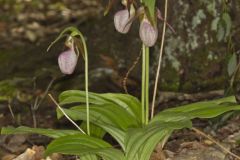 Pink Lady's Slipper, Cypripedium acaule