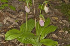 Pink Lady's Slipper, Cypripedium acaule