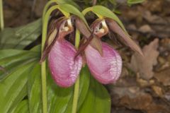 Pink Lady's Slipper, Cypripedium acaule