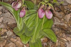 Pink Lady's Slipper, Cypripedium acaule