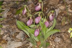 Pink Lady's Slipper, Cypripedium acaule