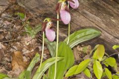 Pink Lady's Slipper, Cypripedium acaule