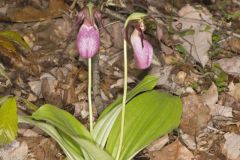 Pink Lady's Slipper, Cypripedium acaule