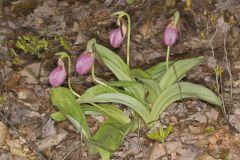 Pink Lady's Slipper, Cypripedium acaule