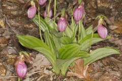 Pink Lady's Slipper, Cypripedium acaule