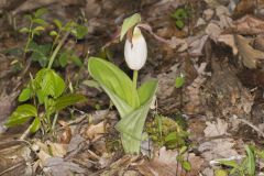 Pink Lady's Slipper, Cypripedium acaule