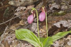 Pink Lady's Slipper, Cypripedium acaule