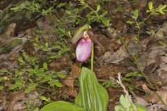 Pink Lady's Slipper, Cypripedium acaule