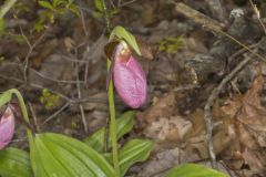 Pink Lady's Slipper, Cypripedium acaule