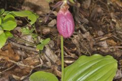 Pink Lady's Slipper, Cypripedium acaule