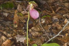 Pink Lady's Slipper, Cypripedium acaule