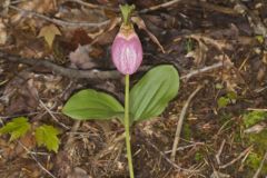 Pink Lady's Slipper, Cypripedium acaule