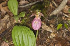 Pink Lady's Slipper, Cypripedium acaule