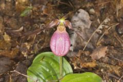 Pink Lady's Slipper, Cypripedium acaule