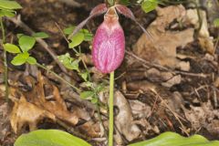 Pink Lady's Slipper, Cypripedium acaule