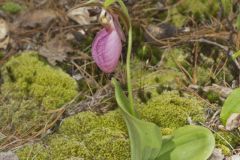 Pink Lady's Slipper, Cypripedium acaule