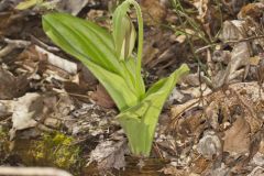 Pink Lady's Slipper, Cypripedium acaule