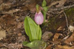 Pink Lady's Slipper, Cypripedium acaule