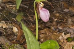 Pink Lady's Slipper, Cypripedium acaule